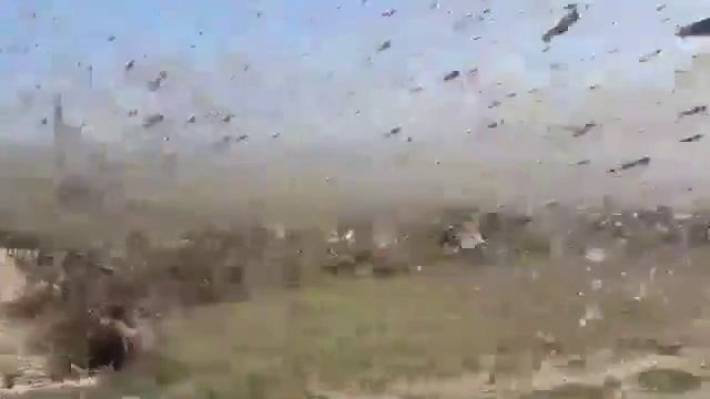 саранча