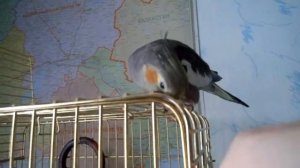 Самка Кореллы