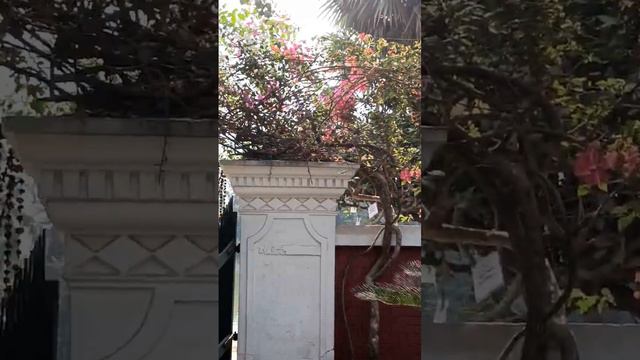 #Sarat Chandra kuthi#nature #naturelovers #shortsvideo смотреть онлайн