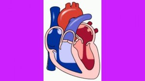 Как работает сердце человека.