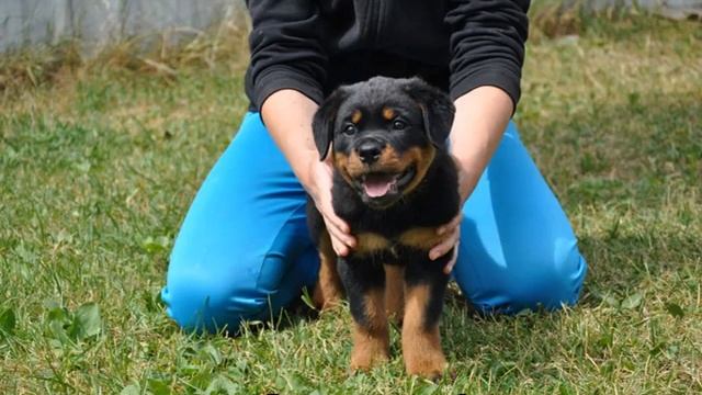 Дрессировка ротвейлера в домашних условиях смотреть онлайн