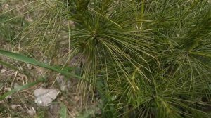 Pinus peuce in 5 years