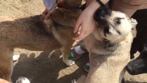 В ЭТОМ ВИДЕО МНОГО СОБАК