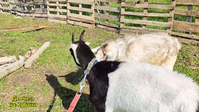 Наша "ферма" на Кубани. В хозяйстве козы, куры, утки, кролики, огород, сад. Жизнь в юге в доме смотреть онлайн