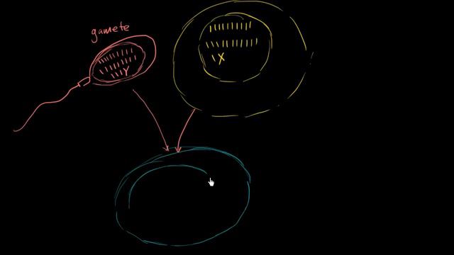 Fertilization terminology: gametes, zygotes, haploid, diploid | MCAT | Khan Academy смотреть онлайн