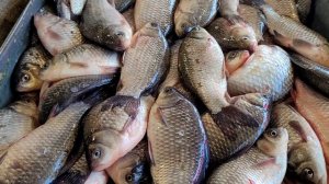 Одесса 25.10.2022 Рынок Привоз Цены на рыбу. Живая Рыба. Ох и Рыба на Привозе