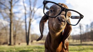 Добрые шутки обо всем