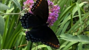 EASY ID OF DARK SWALLOWTAILS