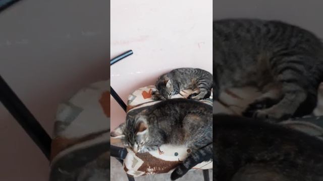 Адлер. Моя любовь - мои Котята. В Добрые руки. 89182070046