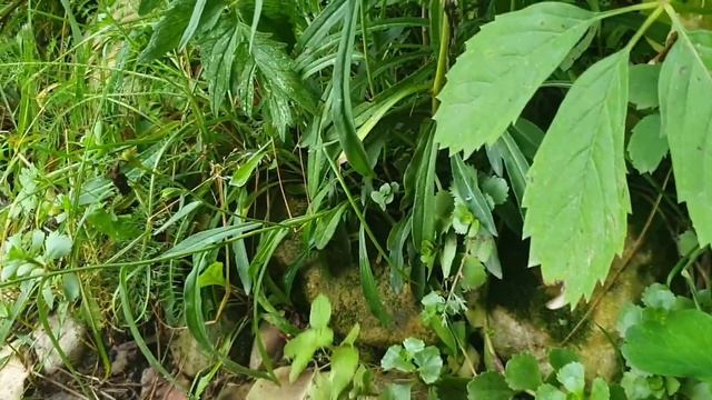 Вечерний ливень и последствия. смотреть онлайн