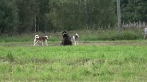 Кубок Росси Смоленск 2018 команда Карелия ЗСЛ Вулкан  Прошина и Маркиз Алимкина