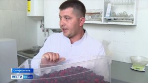 В Крыму стартовал сбор кизила