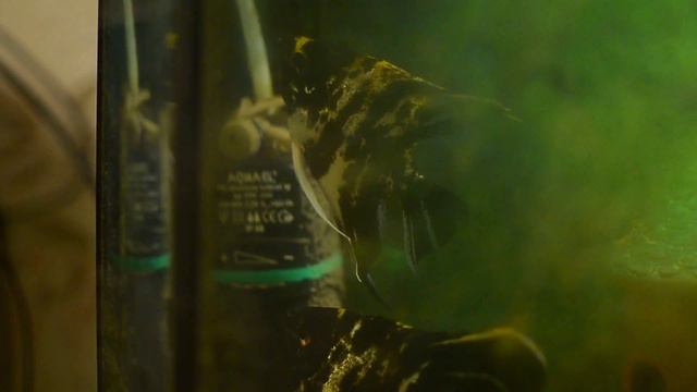 Скалярии откладывают икру в аквариуме на фильтр смотреть онлайн