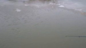 Ловля форели на кукурузу