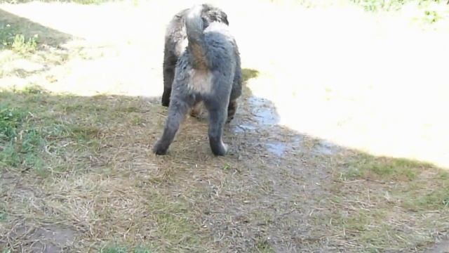 Тибетский мастиф , щенки. Питомник " АЛИТЕ" г. Волгоград смотреть онлайн