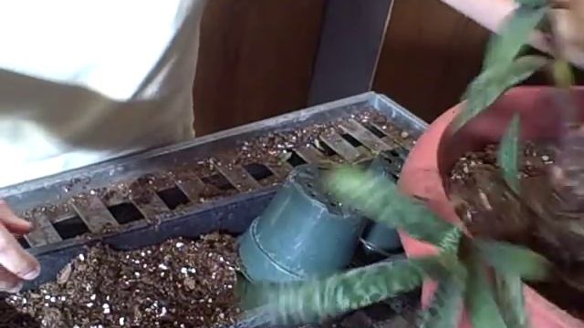 Dividing this Unique Succulent Like Leopard Lily Silver Squill смотреть онлайн