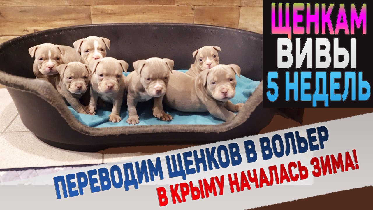 Переводим щенков Вивы в вольер. Одного щенка оставляем дома. В Крыму началась зима!