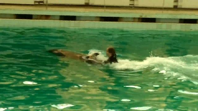 ОБЩЕНИЕ С ДЕЛЬФИНАМИ. Санкт-Петербург смотреть онлайн