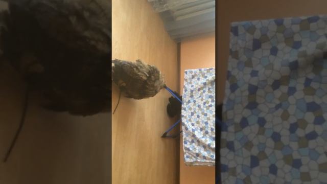 Филин Филин Май и черный кот смотреть онлайн