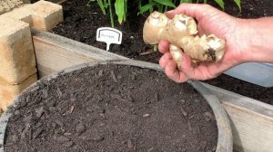 How To Grow Ginger in Containers The Easy Way | 4 The Love Of Garden