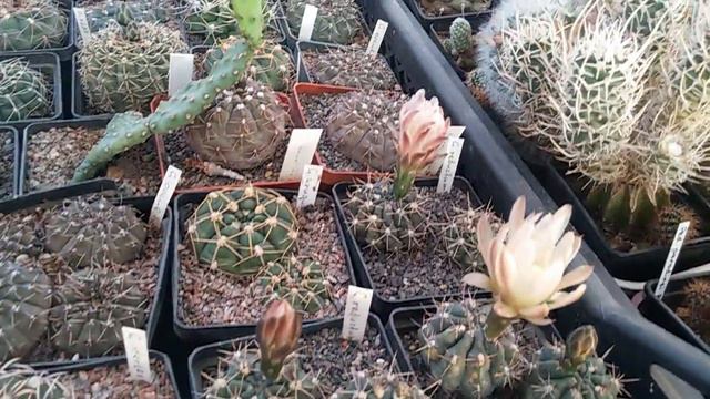 Коллекция весна смотреть онлайн