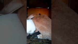 Случка кроликов породы французский баран и Калифорния.