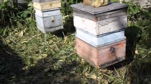 методика содержания пчел 12 рамочного улья Дадана с магазинами, в 10 рамочном улье