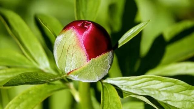 ПОДКОРМКА ПИОНОВ ВЕСНОЙ || САМЫЙ РАННИЙ УХОД И ПОДКОРМКА ПИОНОВ ||  ВЕСЕННИЙ УХОД И ПОДКОРМКА ПИОНО
