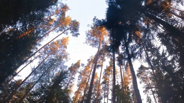 Лучший туристический маршрут Лен области (На Ястребиное) feat @scenery4190 | Обзор + трек