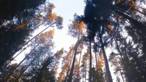 Лучший туристический маршрут Лен области (На Ястребиное) feat @scenery4190 | Обзор + трек