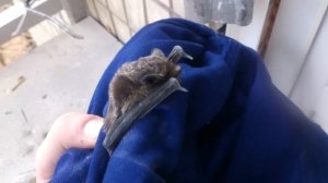 Крик летучей мыши. Screaming bat