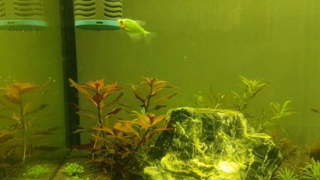 Запуск Тернеций и 50 креветок амано смотреть онлайн