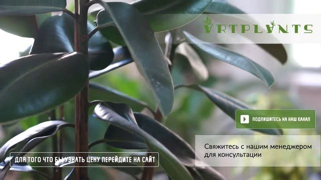 ARTPLANTS - подвесные цветы