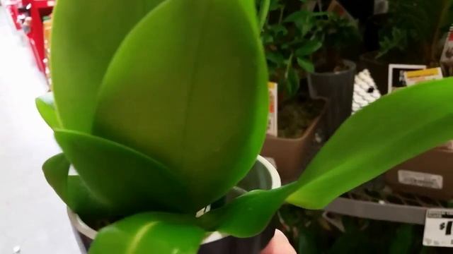 Орхидея с деткой в Home Depot, Пуэрто-Рико, США / an orchid with a baby orchid in Home Depot, PR смотреть онлайн