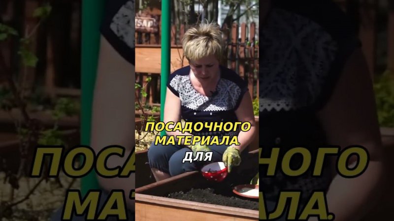 Подбор севка для посадки: советы для садоводов