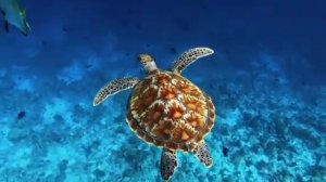 LUX South Ari Atoll  - 5 Reasons to Visit