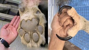 Животные с Самыми Большими КОГТЯМИ