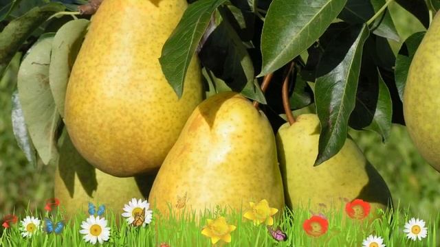 Груша плодовая Скороспелка из Мичуринска ? Обзор: посадка и уход. крупномеры: описание и особенност смотреть онлайн