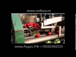 Редисоуборочный комбайн   уборка редиса в теплицах Редис РФ