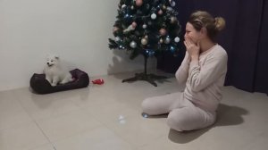 ⚫ ЩЕНОК Самоеда ВЫЯСНЯЕТ ОТНОШЕНИЯ С ХОЗЯЙКОЙ. Самоед показывает характер