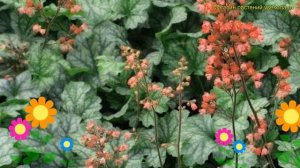 Гейхера гибридная Литл Кьюти Пепперминт. Краткий обзор heuchera hybr. Little Cutie Peppermint