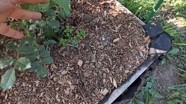 Розовый психоз, или куда посадить розы? Перестановки в саду!?? смотреть онлайн