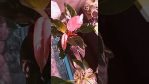 Растения на продажу