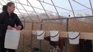 Поение телят 2019