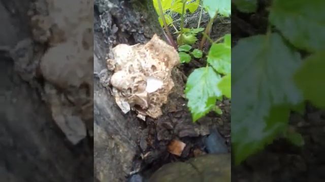 Pastrav de nuc 23 aprilie 2022 ( polyporus squamosus ) смотреть онлайн