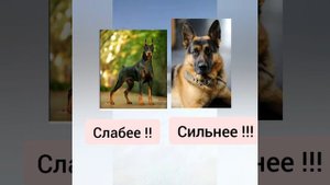 Даберман против Немецкой овчарки !!!