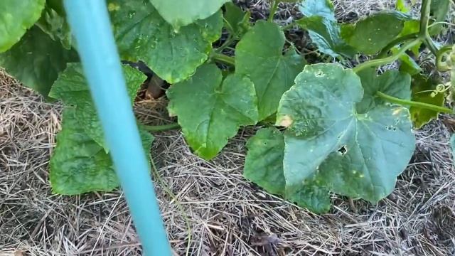 ПОРА ПРИВЕСТИ В ПОРЯДОК КОЛОДЕЦ! ЧТО УСПЕЛА ЗА ОДИН ДЕНЬ / НАШИ ДЕРЕВЕНСКИЕ БУДНИ смотреть онлайн