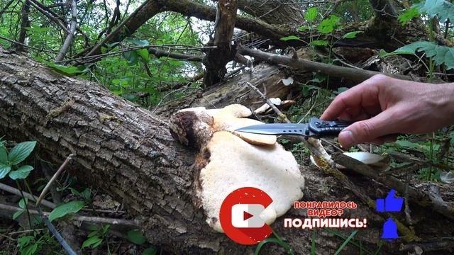 Трутовик чешуйчатый. Где найти Трутовик чешуйчатый. Как выглядит трутовик чешуйчатый
