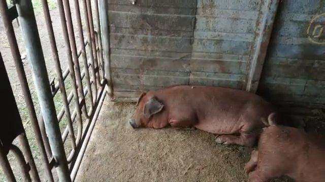 Выращивание свиней. Вес поросят Дюрок в 3 месяца!Поросята растут. смотреть онлайн