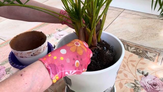 АРЕКА ХРИЗАЛИДОКАРПУС. УХОД И ПЕРЕСАДКА. ВИДЕО 2 смотреть онлайн